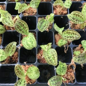 Macodes sanderiana
