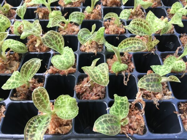 Macodes sanderiana – Bild 2