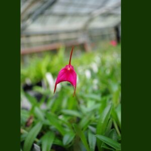 Masdevallia barleana