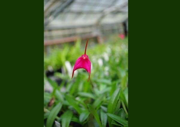 Masdevallia barleana