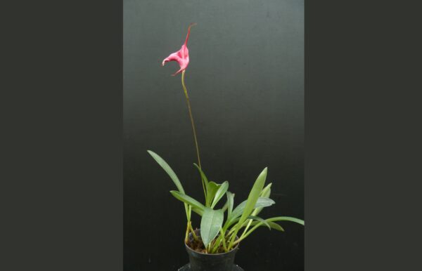 Masdevallia barleana – Bild 2