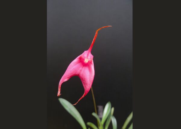 Masdevallia barleana – Bild 3