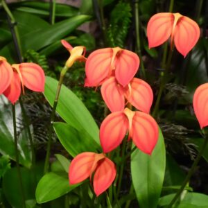 Masdevallia ignea