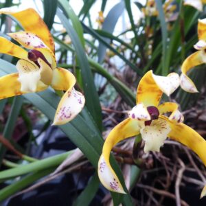 Maxillaria picta