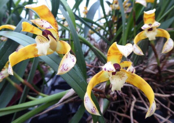 Maxillaria picta
