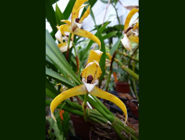 Maxillaria picta – Bild 2