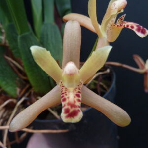 Maxillaria rufescens