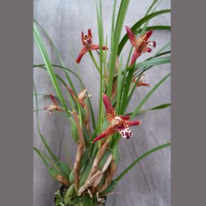 Maxillaria tenuifolia (blühfähiger Klon!)