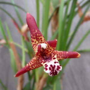 Maxillaria tenuifolia (blühfähiger Klon!) 'Kokosduft Orchidee'