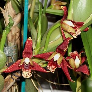 Maxillaria tenuifolia 'Green Valley' - 'Kokosduft Orchidee'