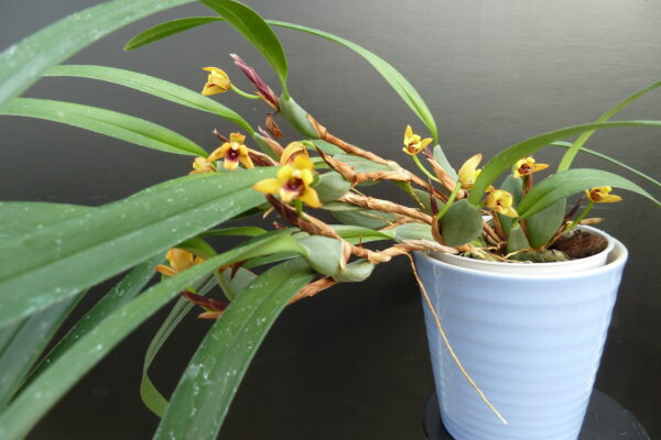 Maxillaria variabilis 'Yellow' – Bild 2