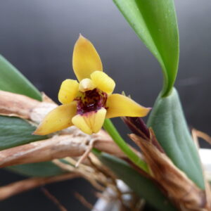 Maxillaria variabilis 'Yellow'