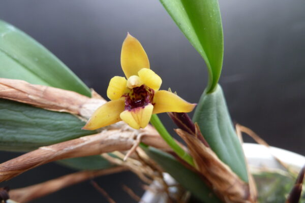 Maxillaria variabilis 'Yellow'