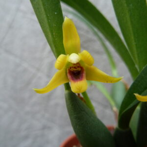 Maxillaria variabilis 'mini' Yellow
