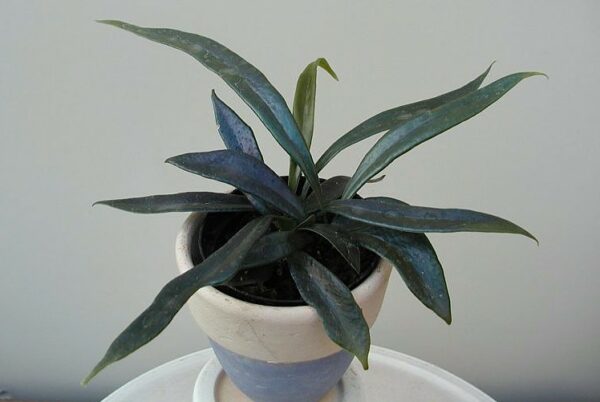 Microsorum thailandicum (steerei) – Bild 3