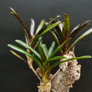 Neoregelia ampullacea 'Rubra'