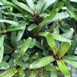 Neoregelia ampullacea 'Tigrina' B