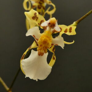 Oncidium phymatochilum