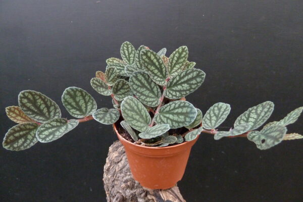 Pellionia pulchra