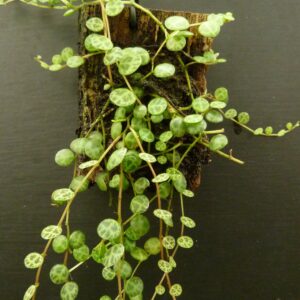 Peperomia prostrata