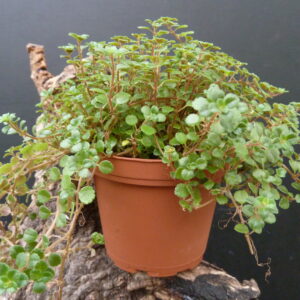 Pilea glauca