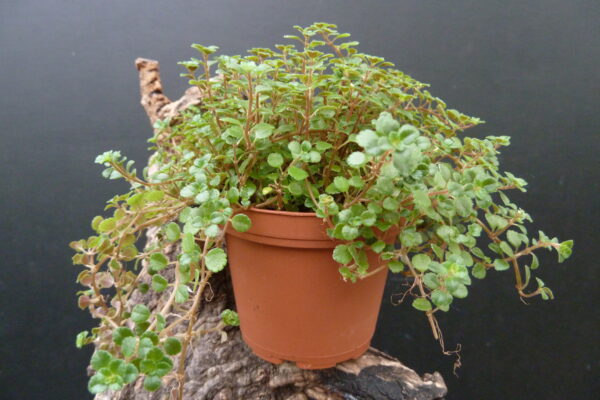 Pilea glauca