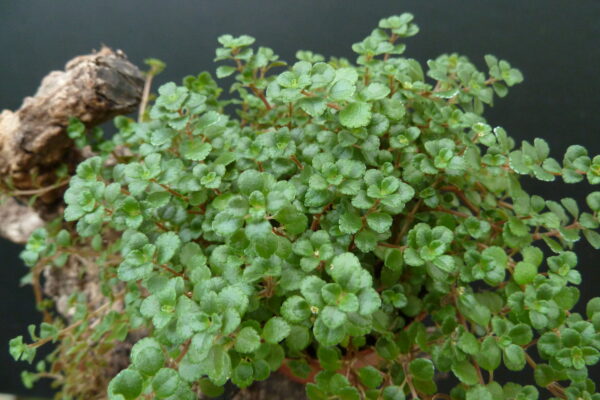 Pilea glauca – Bild 2