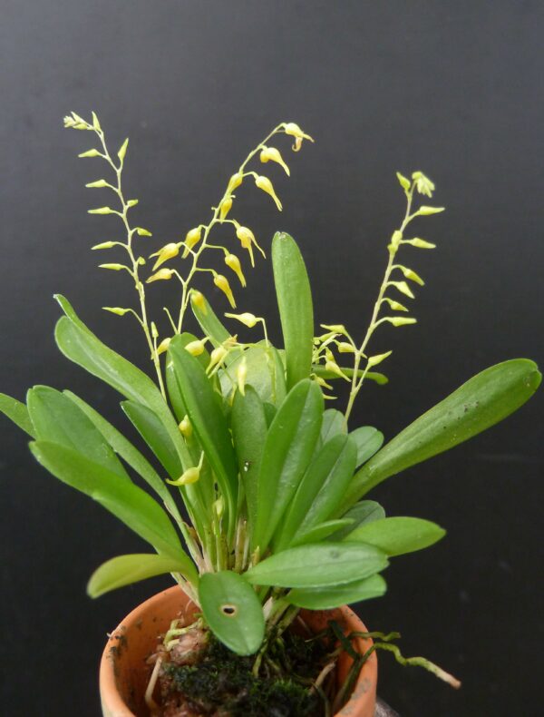 Pleurothallis grobyi