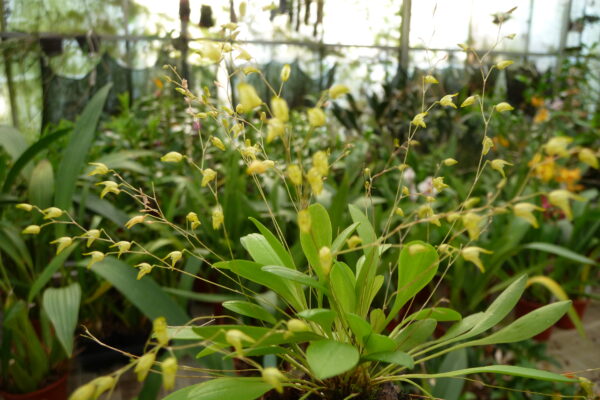 Pleurothallis grobyi – Bild 3