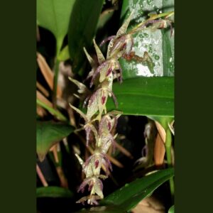 Pleurothallis loranthophylla