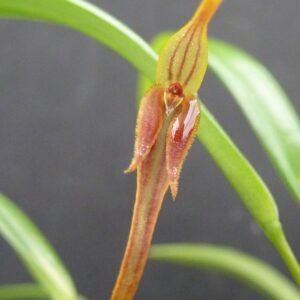 Pleurothallis luctuosa