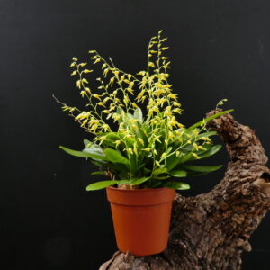Pleurothallis picta