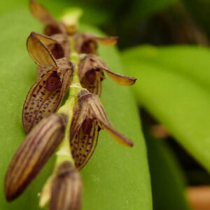 Pleurothallis (Acianthera) pubescens