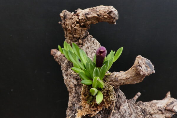 Pleurothallis sarracenia – Bild 3