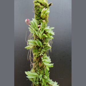 Pleurothallis sarracenia