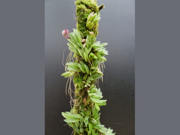 Pleurothallis sarracenia