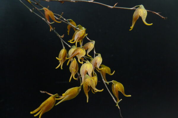 Pleurothallis tripterantha – Bild 2
