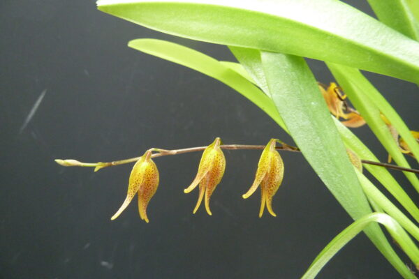 Pleurothallis tripterantha – Bild 3