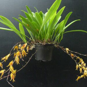 Pleurothallis tripterantha