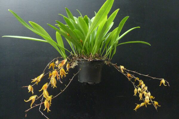 Pleurothallis tripterantha