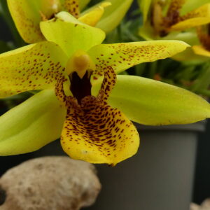 Promenaea citrina x (Limelight x xanthina) grün/gepunktet