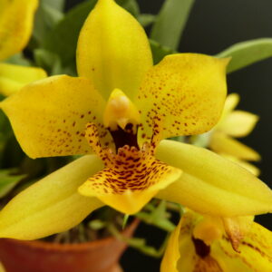 Promenaea citrina x (Limelight x xanthina) Gelber Typ