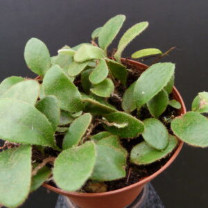 Pyrrosia nummularifolia