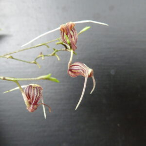 Scaphosepalum merinoi