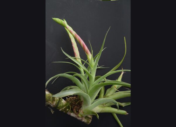 Tillandsia achyrostachys