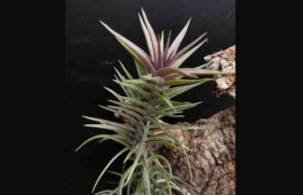 Tillandsia aeranthos 'mini Araucariana' – Bild 4