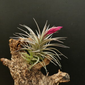 Tillandsia aeranthos 'Dwarf'