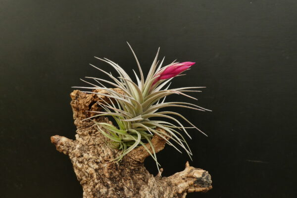 Tillandsia aeranthos 'Dwarf'