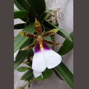 Trichocentrum tigrinum