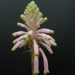 Veltheimia bracteata Typ 1
